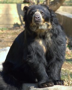 créditos a su autor