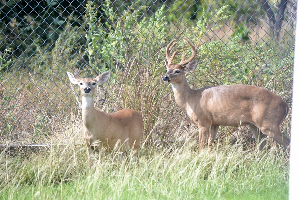 CRÉDITOS A SU AUTOR